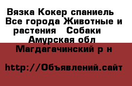 Вязка Кокер спаниель - Все города Животные и растения » Собаки   . Амурская обл.,Магдагачинский р-н